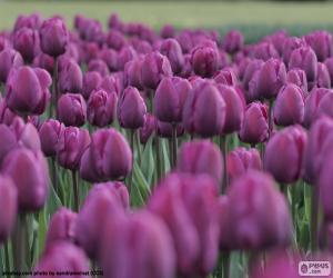 пазл Фиолетовые тюльпаны